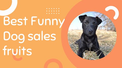 Best Fun- Dog sales fruits