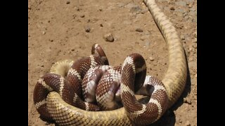 NOPE! 7 things you should fear about non-venomous snakes - ABC15 Digital
