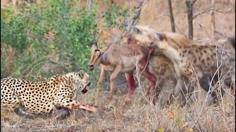 Cheetahs and Hyenas Eat Impala Alive, NOT FOR THE SENSITIVE ONES.