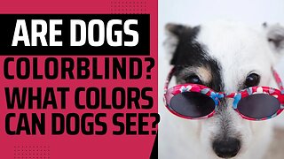 Are Dogs Colorblind?