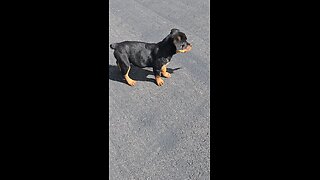 Female Rottweiler Pups playing. DUR