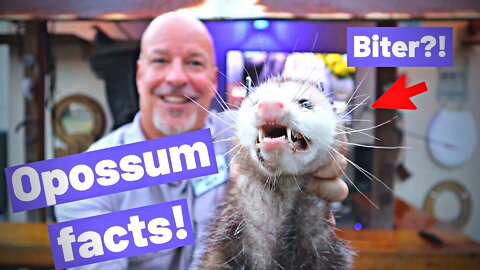 Opossums will bite and top amazing and weird awesome opossum facts!