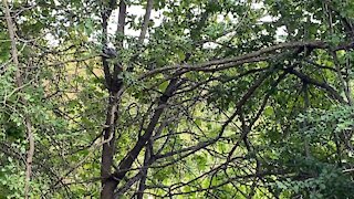 Blue Jay chased away by Chipmunk