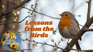 Lessons from the Birds