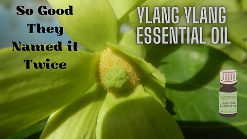 Ylang Ylang - So Good They Named it Twice
