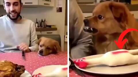 Dog gets angry at his owner for making a fool at the dinner table