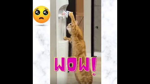 intelligent cat | Funny video | Viral video | Funny meme