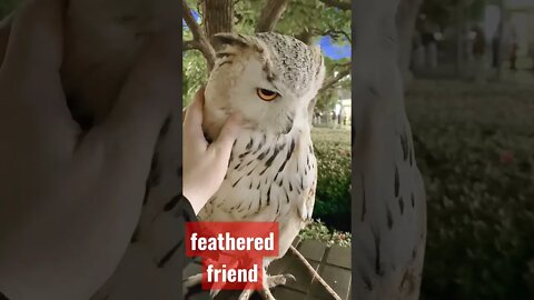 feathered friend / owl / bird #Nashvi #bird #shorts