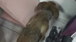 Dog can't hide his guilt after destroying shoe