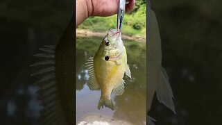 5th fish of the day! RedEar Sunfish! 10in #fishing #outdoors #nature