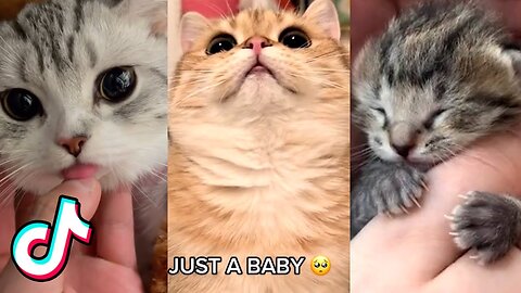 Cutes TikToks That Will Make You Go AWWWWW