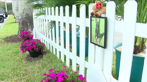 Mall at Wellington Green sets up memorial for Cigo, PBSO K-9 killed in line of duty