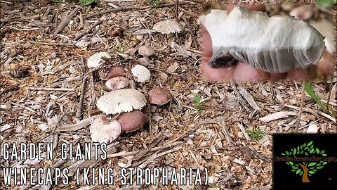 Walkabout - finding mushrooms for lunch in the food forest.