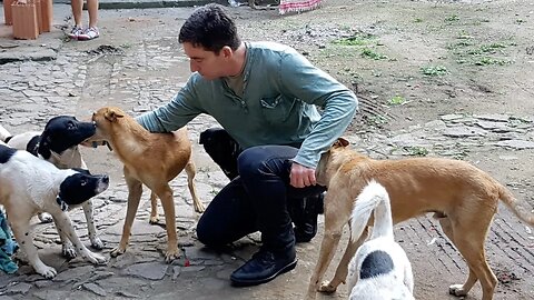 Greenwalds Hundeheim, das von Obdachlosen betrieben wird