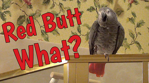 Parrot creates his own mash-up with some hysterical words!