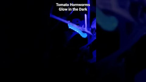 Tomato Hornworms Glow in the Dark