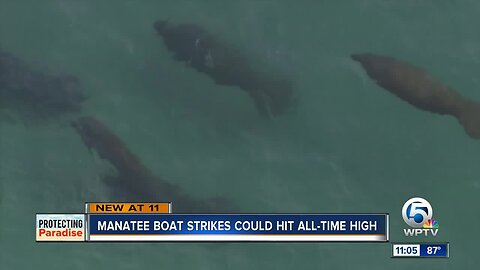 Florida manatee deaths could reach record high
