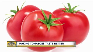 Bite into a better tomato