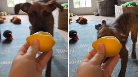 Why do dogs react to lemons.