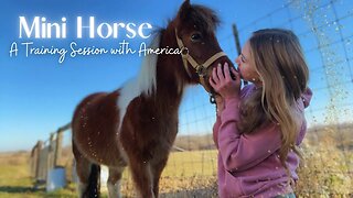 Mini Horse Training VLOG - Training America