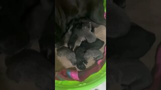 1 Week old Cane Corso Puppies.