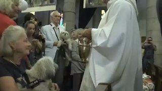 Blessings for animals during French mass