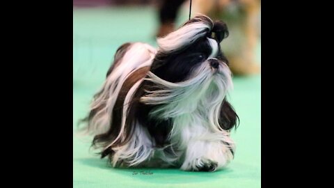 Loka Samsara on Crufts