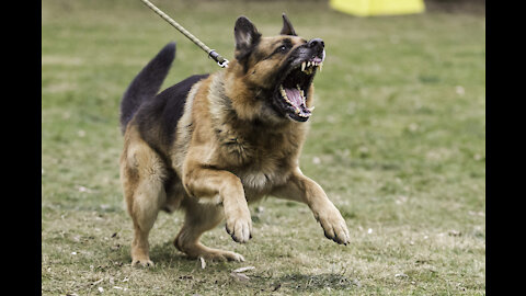 How To Make Any Dog Become Aggressive Instantly With A Few Simple Tricks