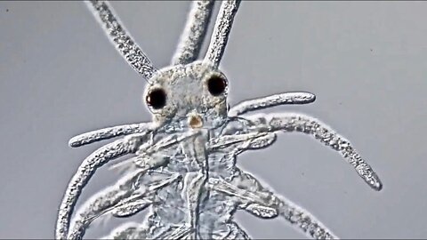 Amazing Footage of the Microscopic World - Strange Creatures