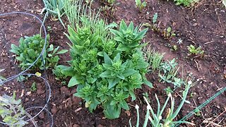 Wild Island Seeds - Letting your veggies go to seed! Spinach, chives, Swiss chard, and more