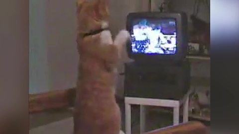 Orange Cat Absolutely Loves Boxing