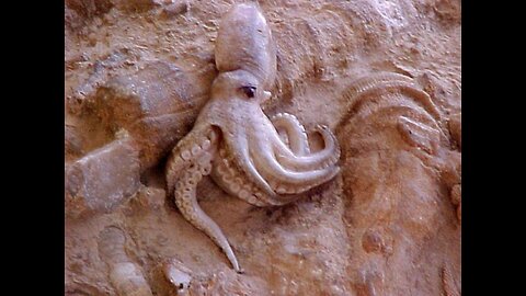 Freshwater Octopuses in North America