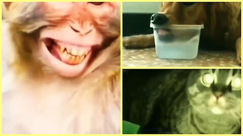 Animals fail to make us laugh Super funny animal compilation