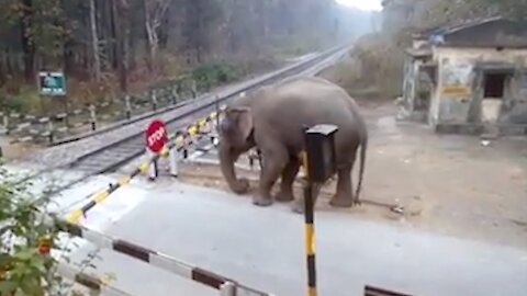 animals that hit by train - Animals vs Train