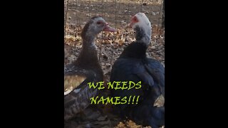 Our Ducks Need Names!