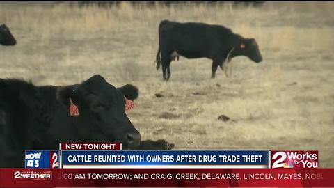 Cattle reunited with owners after drug trade