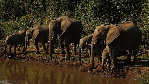 Botswana Has Lifted Its Ban On Elephant Hunting