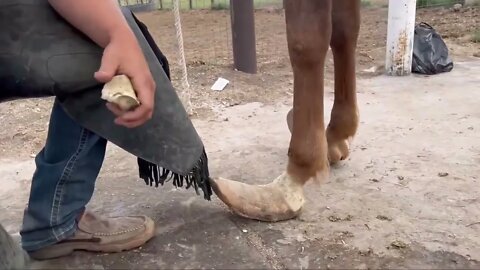 LONG HOOVES on ARABIAN STUD Horse Restoration-1