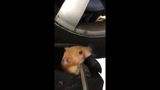 Mechanic Finds Furry Stowaway Within Car