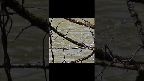 Carp fish on the surface of the pond get scared #fish #carp #shorts #shortvideo #short