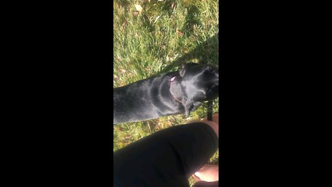 Puppy Retriever training