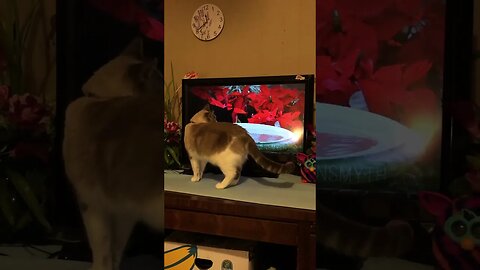 Cat meowing af TV cat