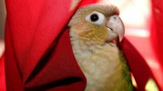 Playful bird falls off cage