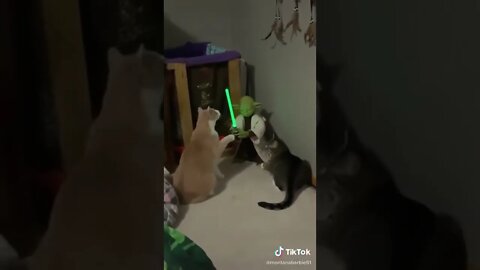 Yoda Fights Kitties
