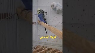 كوبلا البادجي هوكو رينبو كيوت روعة.. يا سلام