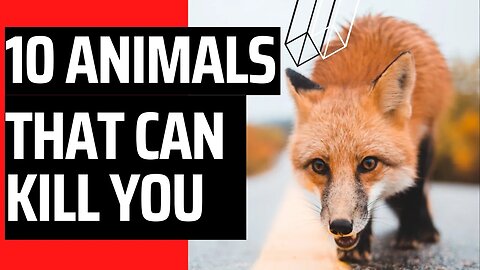 Cute Animals That Can Actually Kill You.Top 10