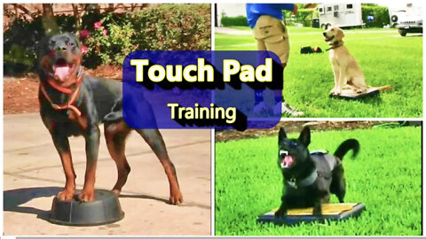 Touch pad training for dogs