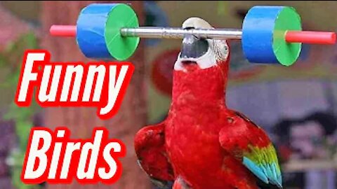 Funny Birds Video Compilation 2021 - Funny Animal Videos - Animal Reaction To Food