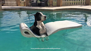 Laid back Great Dane loves chilling on pool floatie