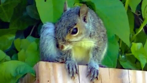 IECV NV #354 - 👀 Grey Squirrel Playing In The Ivy And Stickers And The Backyard🐿️ 5-26-2017